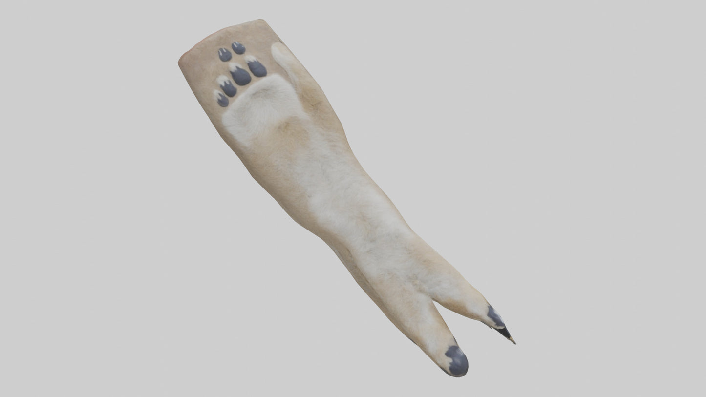 3D model Coyote Paws VR / AR / low-poly
