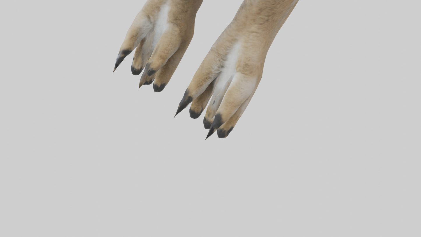 3D model Coyote Paws VR / AR / low-poly