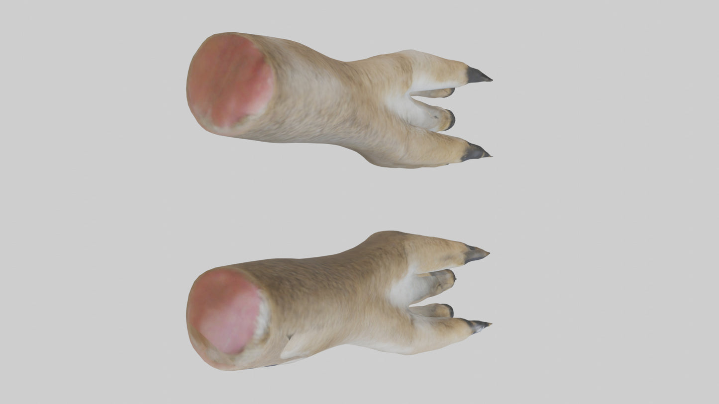 3D model Coyote Paws VR / AR / low-poly