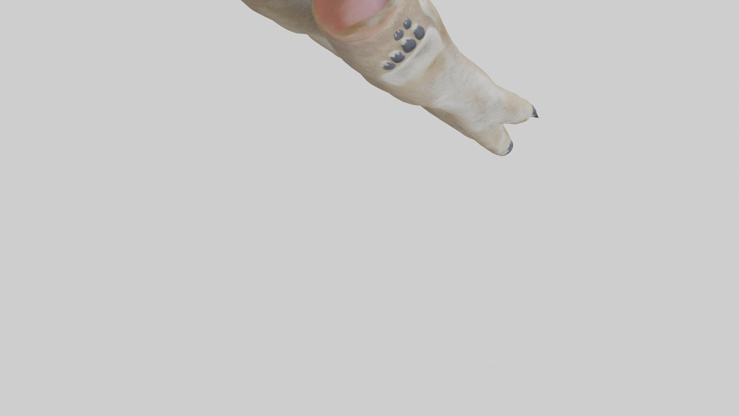 3D model Coyote Paws VR / AR / low-poly