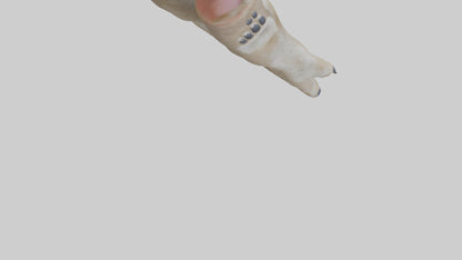 3D model Coyote Paws VR / AR / low-poly