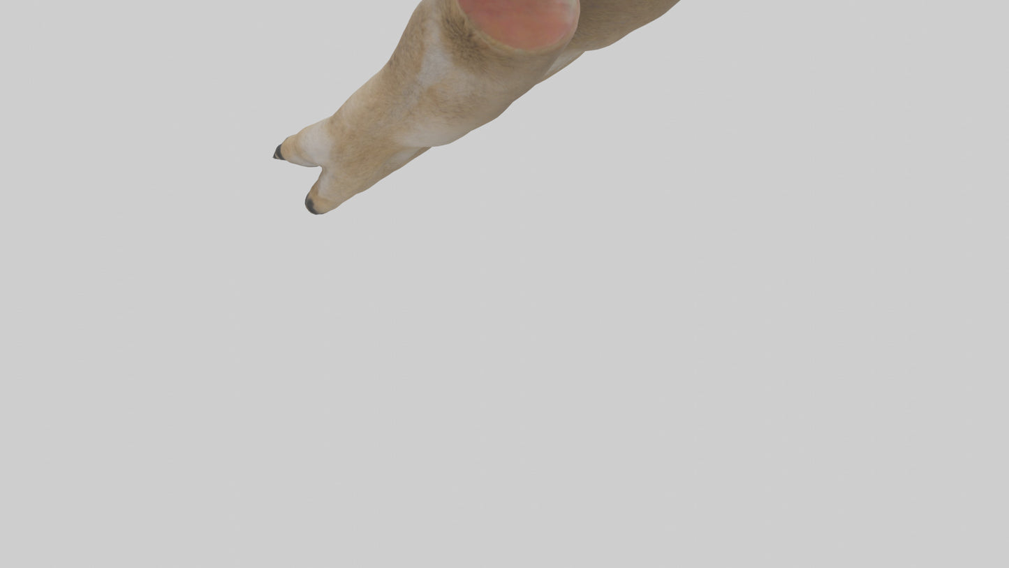 3D model Coyote Paws VR / AR / low-poly