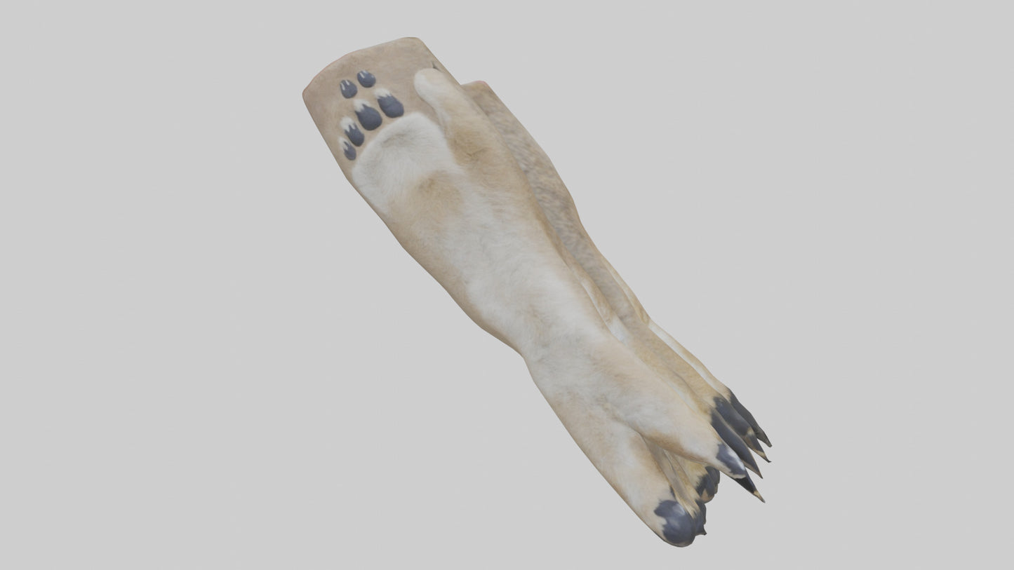 3D model Coyote Paws VR / AR / low-poly