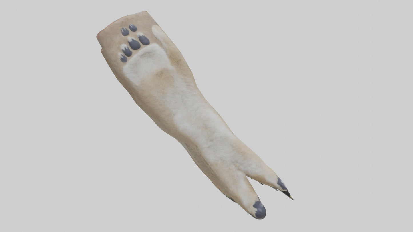 3D model Coyote Paws VR / AR / low-poly