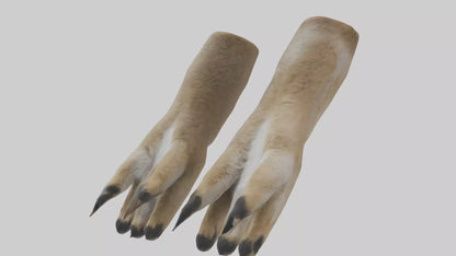 3D model Coyote Paws VR / AR / low-poly
