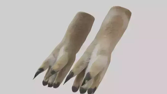 3D model Coyote Paws VR / AR / low-poly