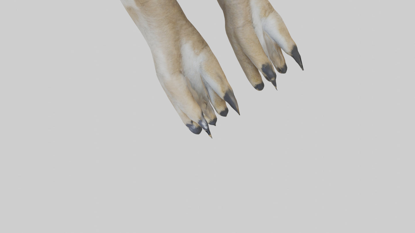 3D model Coyote Paws VR / AR / low-poly