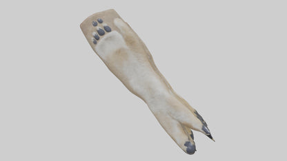 3D model Coyote Paws VR / AR / low-poly