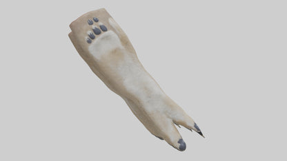 3D model Coyote Paws VR / AR / low-poly