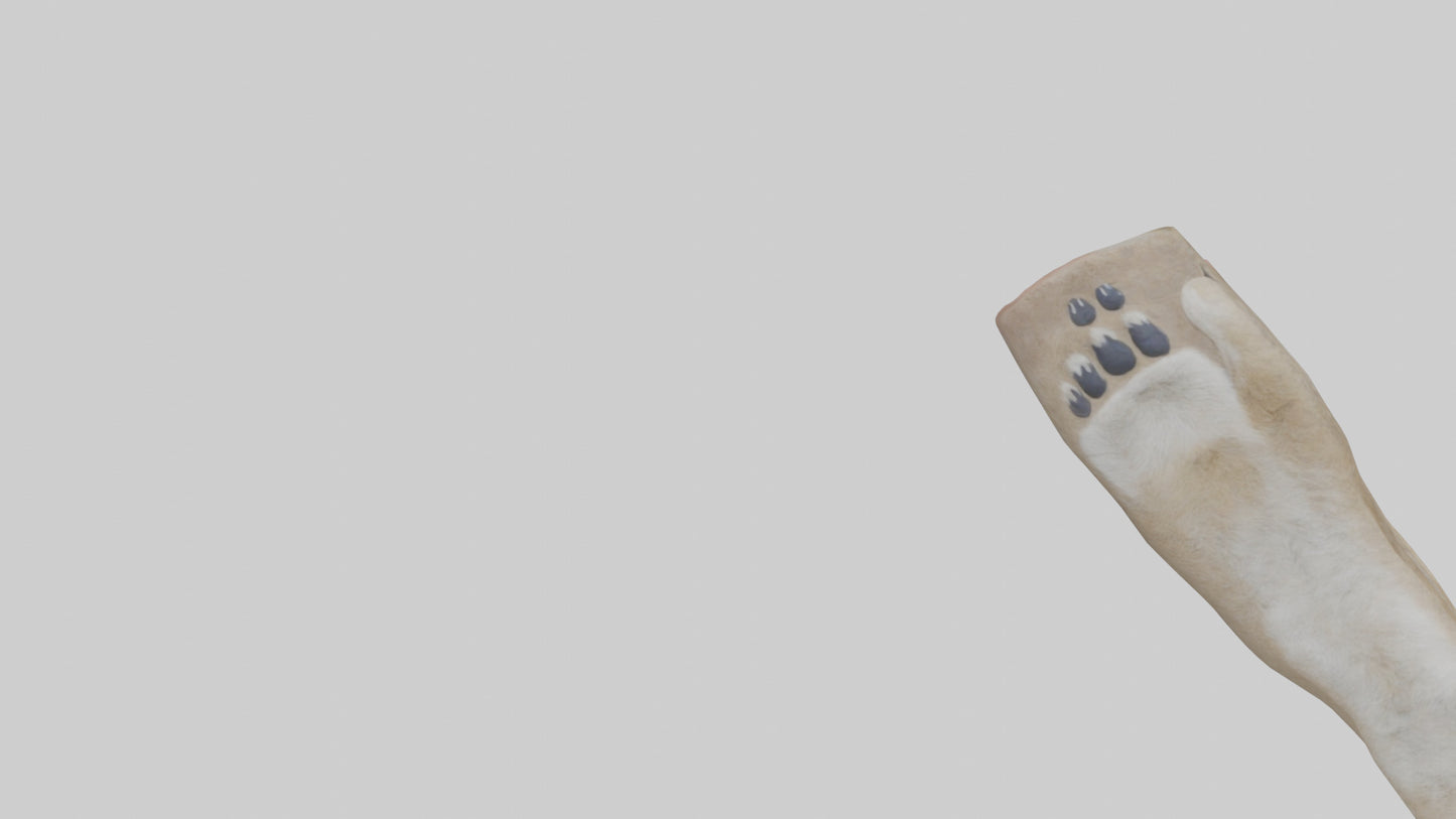 3D model Coyote Paws VR / AR / low-poly