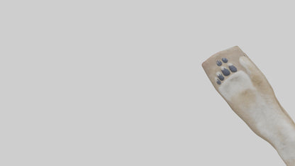 3D model Coyote Paws VR / AR / low-poly