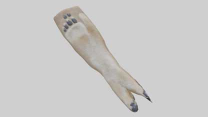 3D model Coyote Paws VR / AR / low-poly