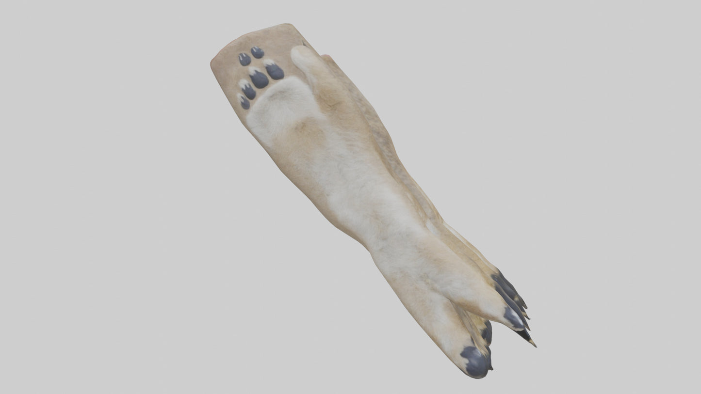 3D model Coyote Paws VR / AR / low-poly