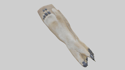 3D model Coyote Paws VR / AR / low-poly