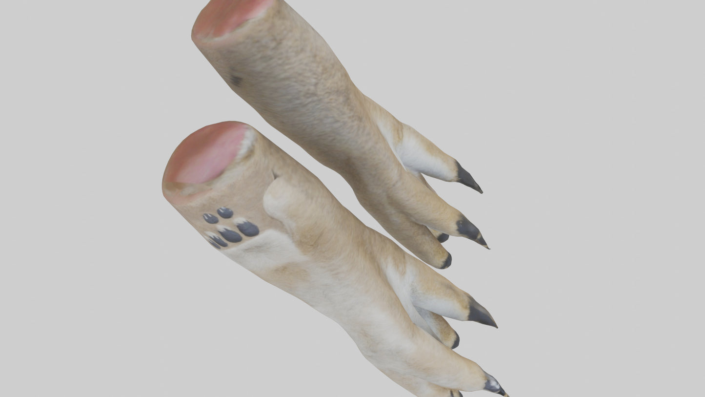 3D model Coyote Paws VR / AR / low-poly
