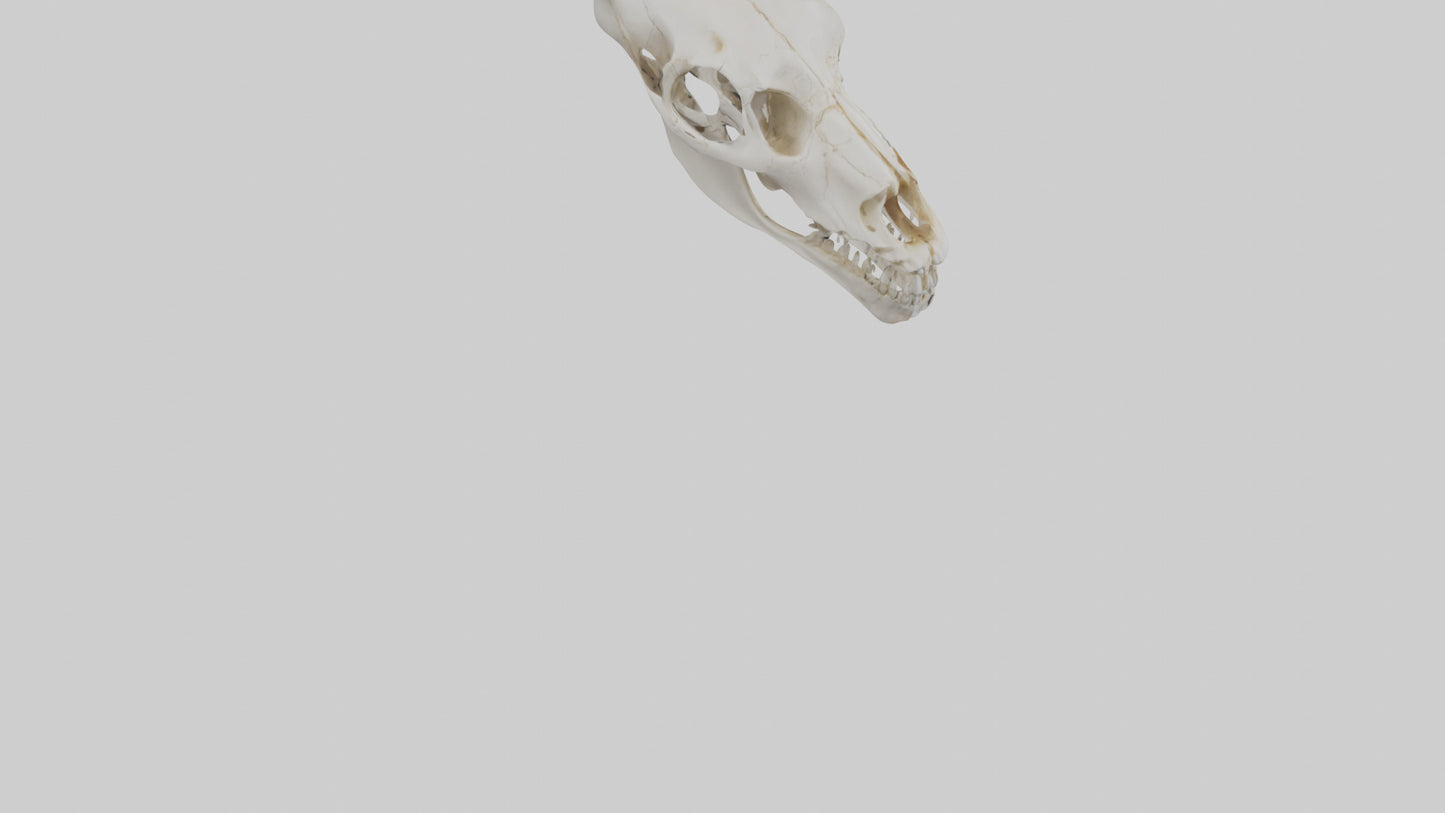 3D model Coyote Skull VR / AR / low-poly