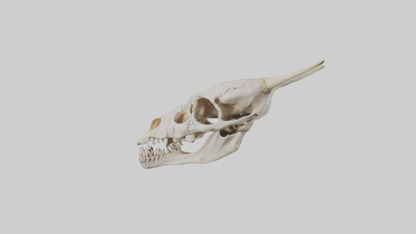 3D model Coyote Skull VR / AR / low-poly