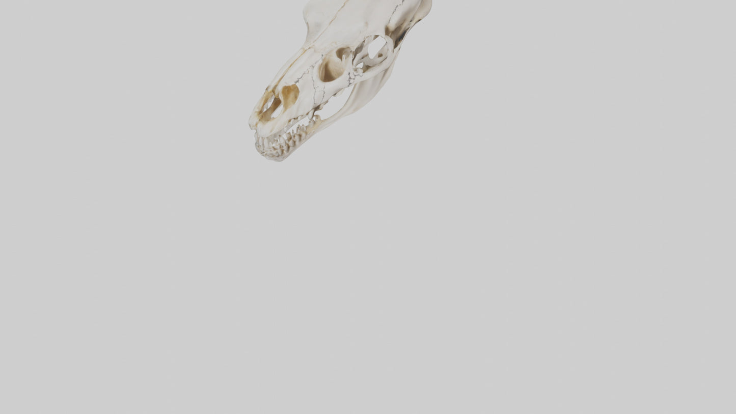3D model Coyote Skull VR / AR / low-poly