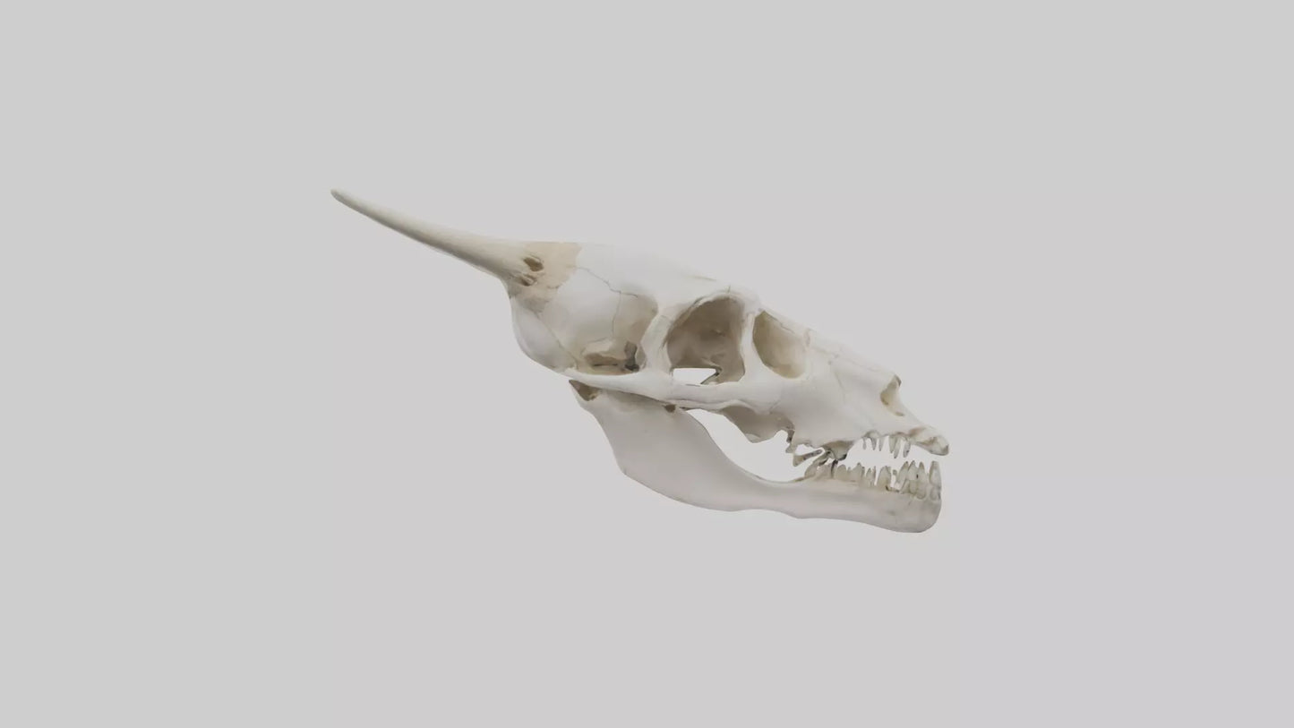 3D model Coyote Skull VR / AR / low-poly