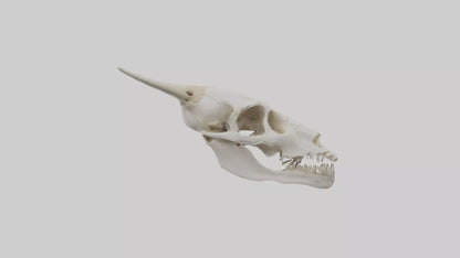 3D model Coyote Skull VR / AR / low-poly