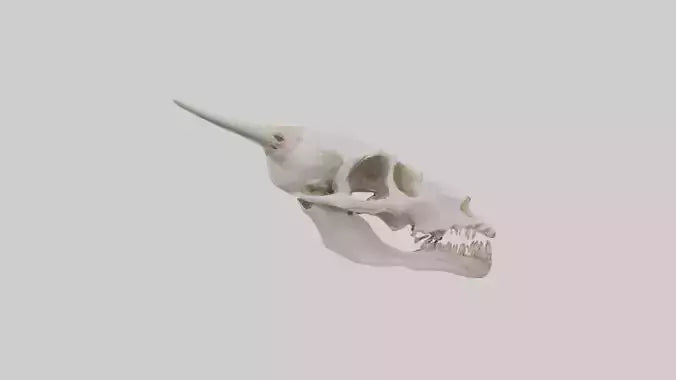 3D model Coyote Skull VR / AR / low-poly