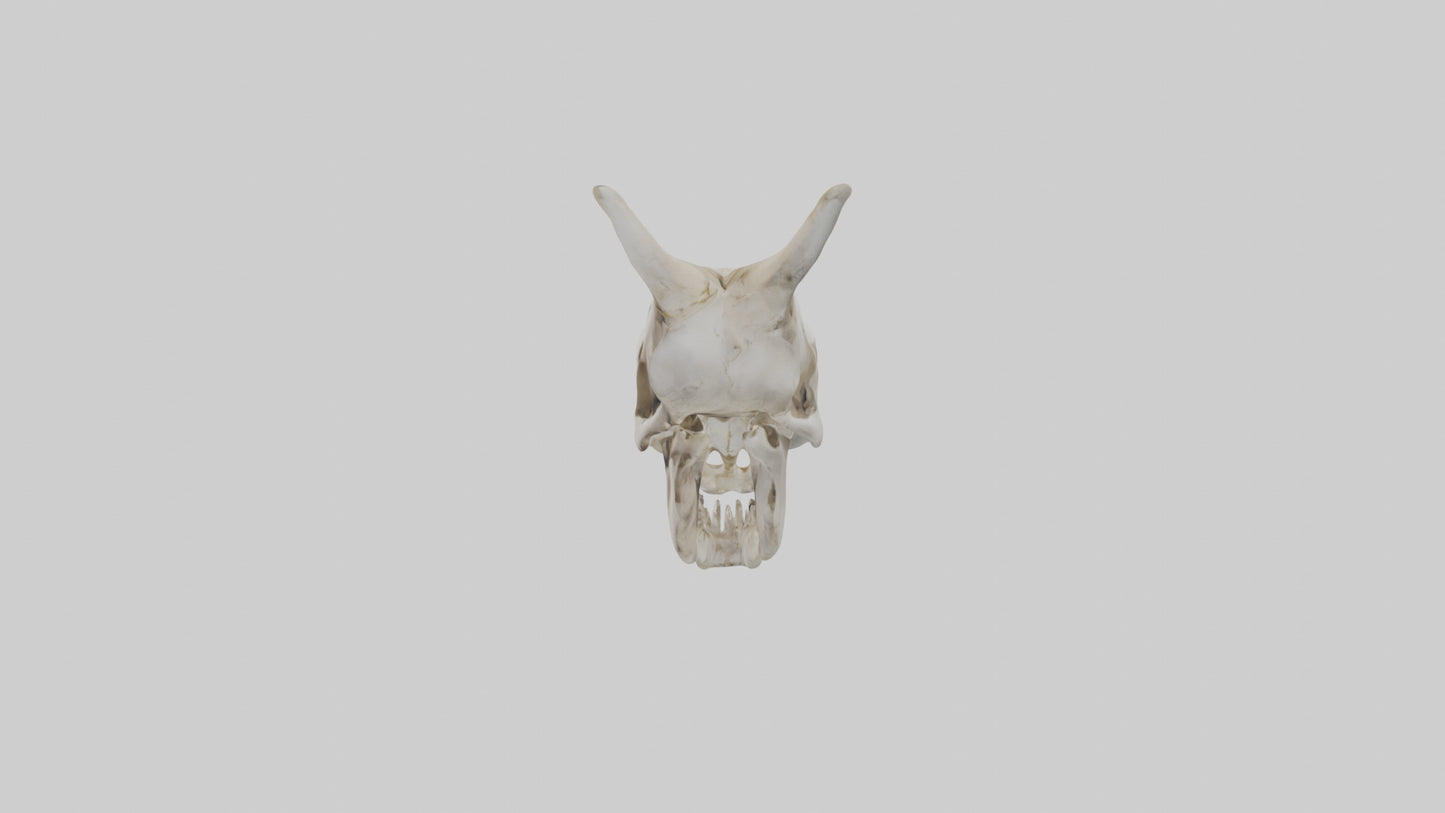 3D model Coyote Skull VR / AR / low-poly