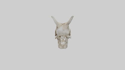 3D model Coyote Skull VR / AR / low-poly