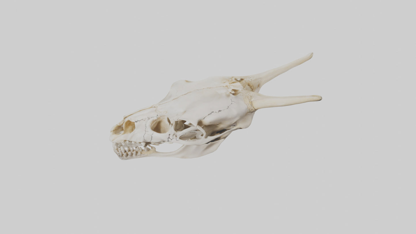 3D model Coyote Skull VR / AR / low-poly