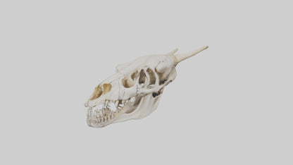 3D model Coyote Skull VR / AR / low-poly