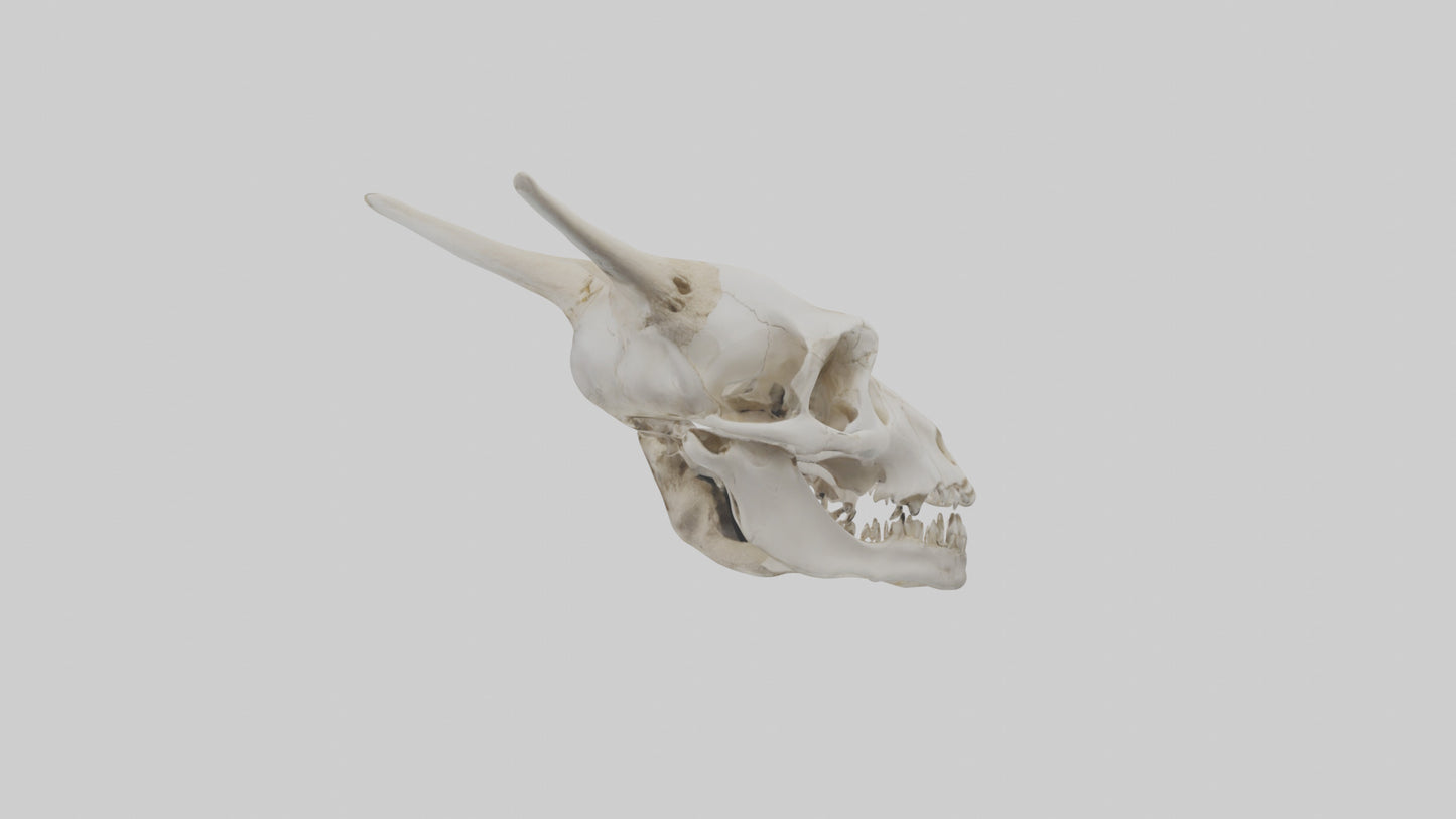 3D model Coyote Skull VR / AR / low-poly