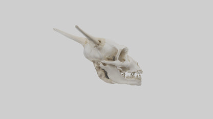 3D model Coyote Skull VR / AR / low-poly