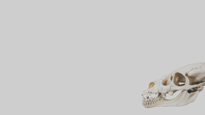 3D model Coyote Skull VR / AR / low-poly