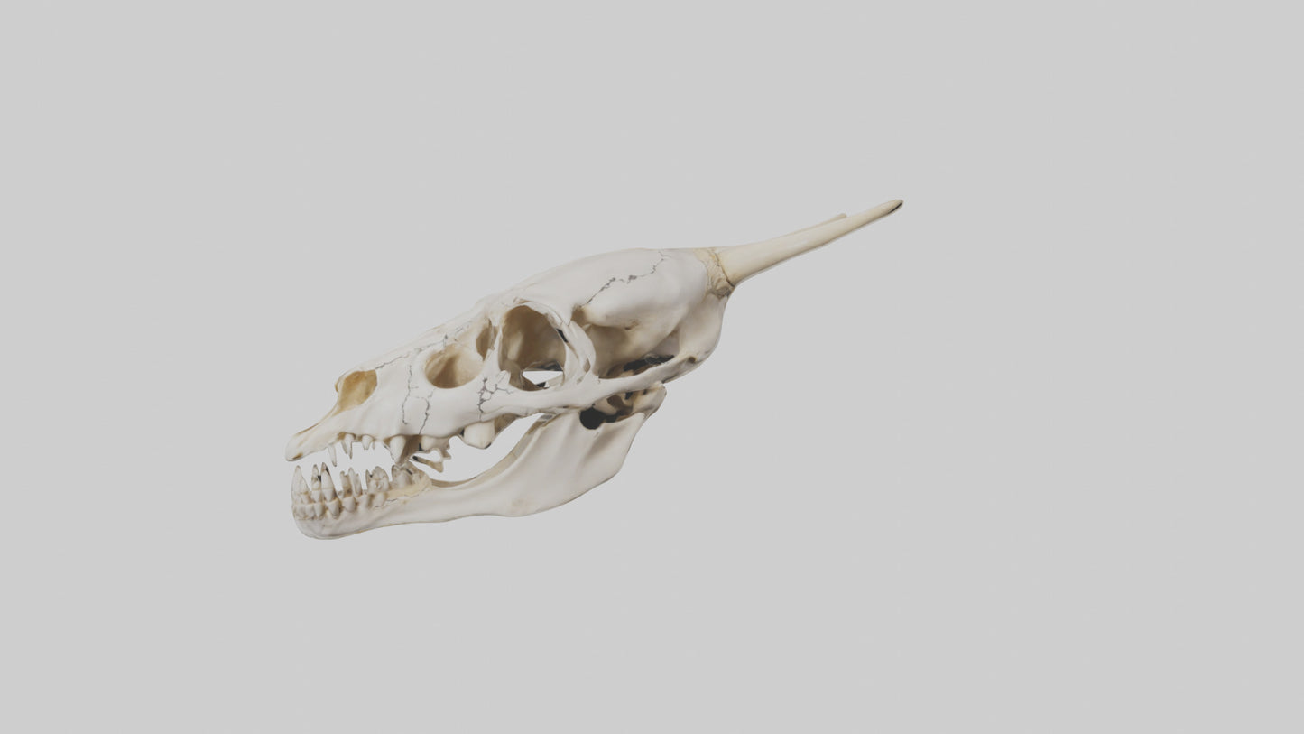 3D model Coyote Skull VR / AR / low-poly