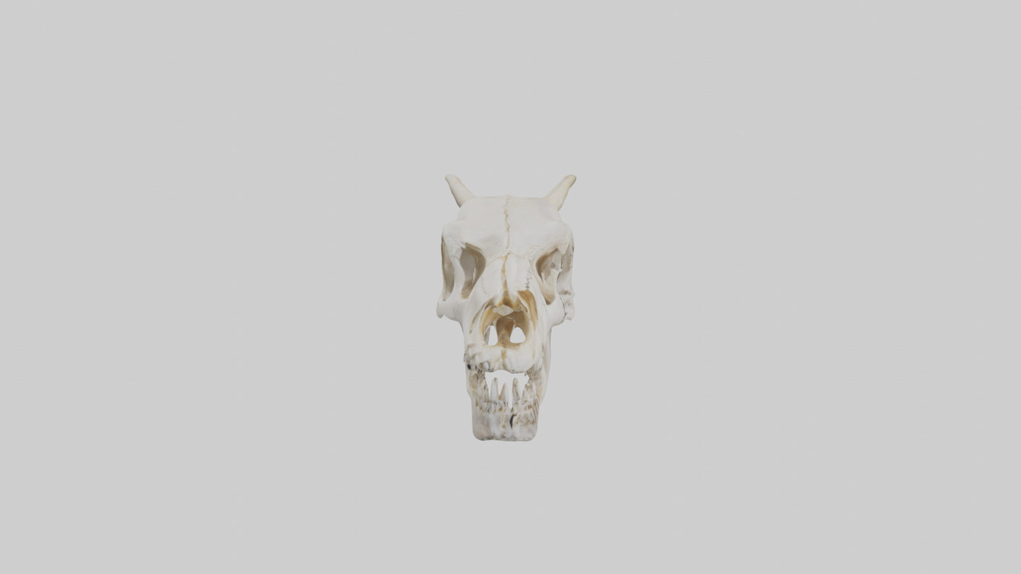 3D model Coyote Skull VR / AR / low-poly