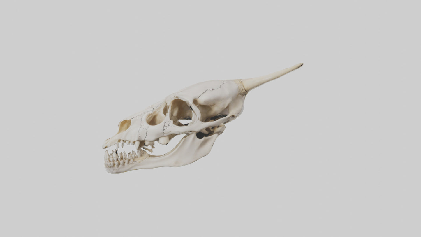 3D model Coyote Skull VR / AR / low-poly