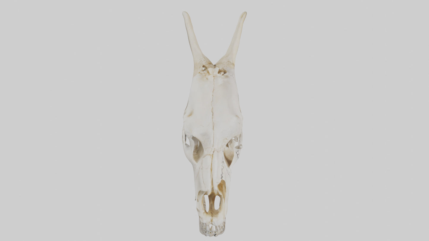 3D model Coyote Skull VR / AR / low-poly