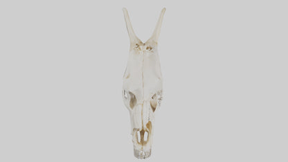 3D model Coyote Skull VR / AR / low-poly