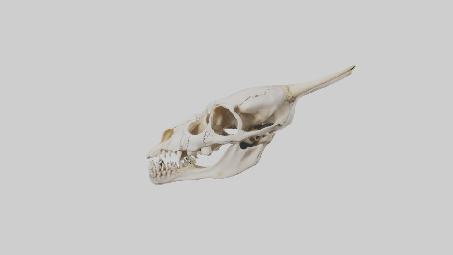 3D model Coyote Skull VR / AR / low-poly