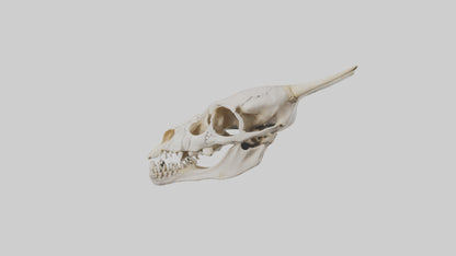 3D model Coyote Skull VR / AR / low-poly