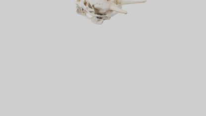 3D model Coyote Skull VR / AR / low-poly