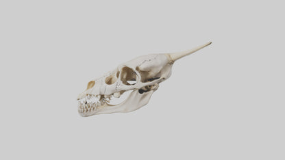 3D model Coyote Skull VR / AR / low-poly