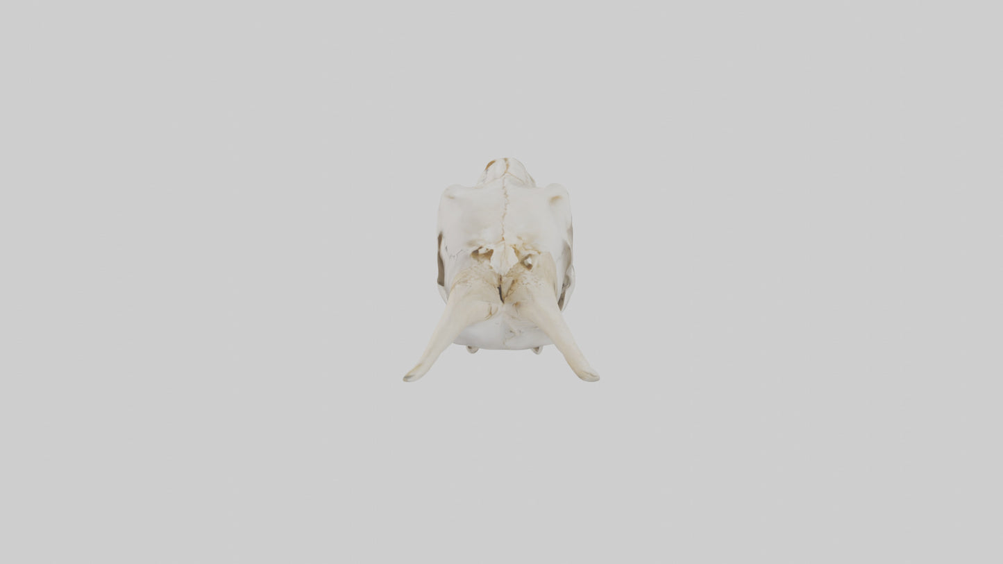 3D model Coyote Skull VR / AR / low-poly