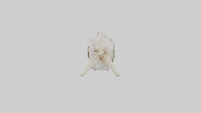 3D model Coyote Skull VR / AR / low-poly