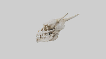 3D model Coyote Skull VR / AR / low-poly
