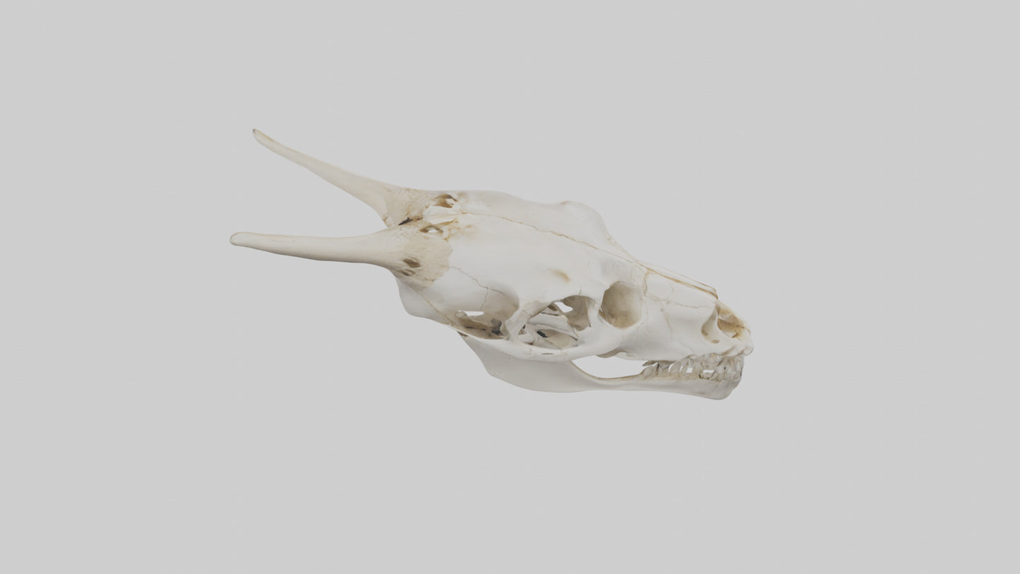 3D model Coyote Skull VR / AR / low-poly