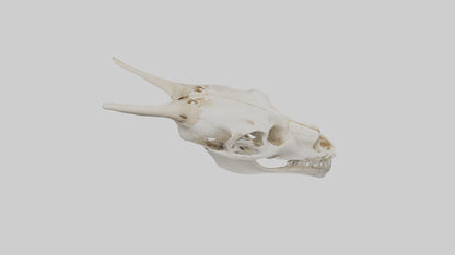 3D model Coyote Skull VR / AR / low-poly