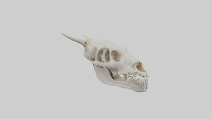 3D model Coyote Skull VR / AR / low-poly