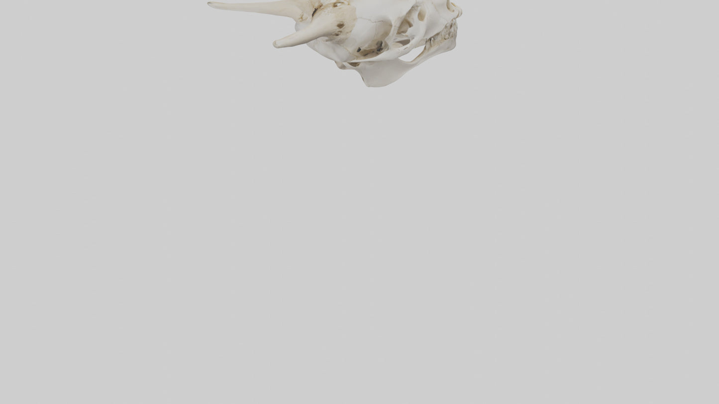 3D model Coyote Skull VR / AR / low-poly