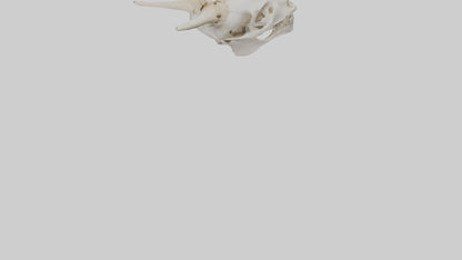 3D model Coyote Skull VR / AR / low-poly