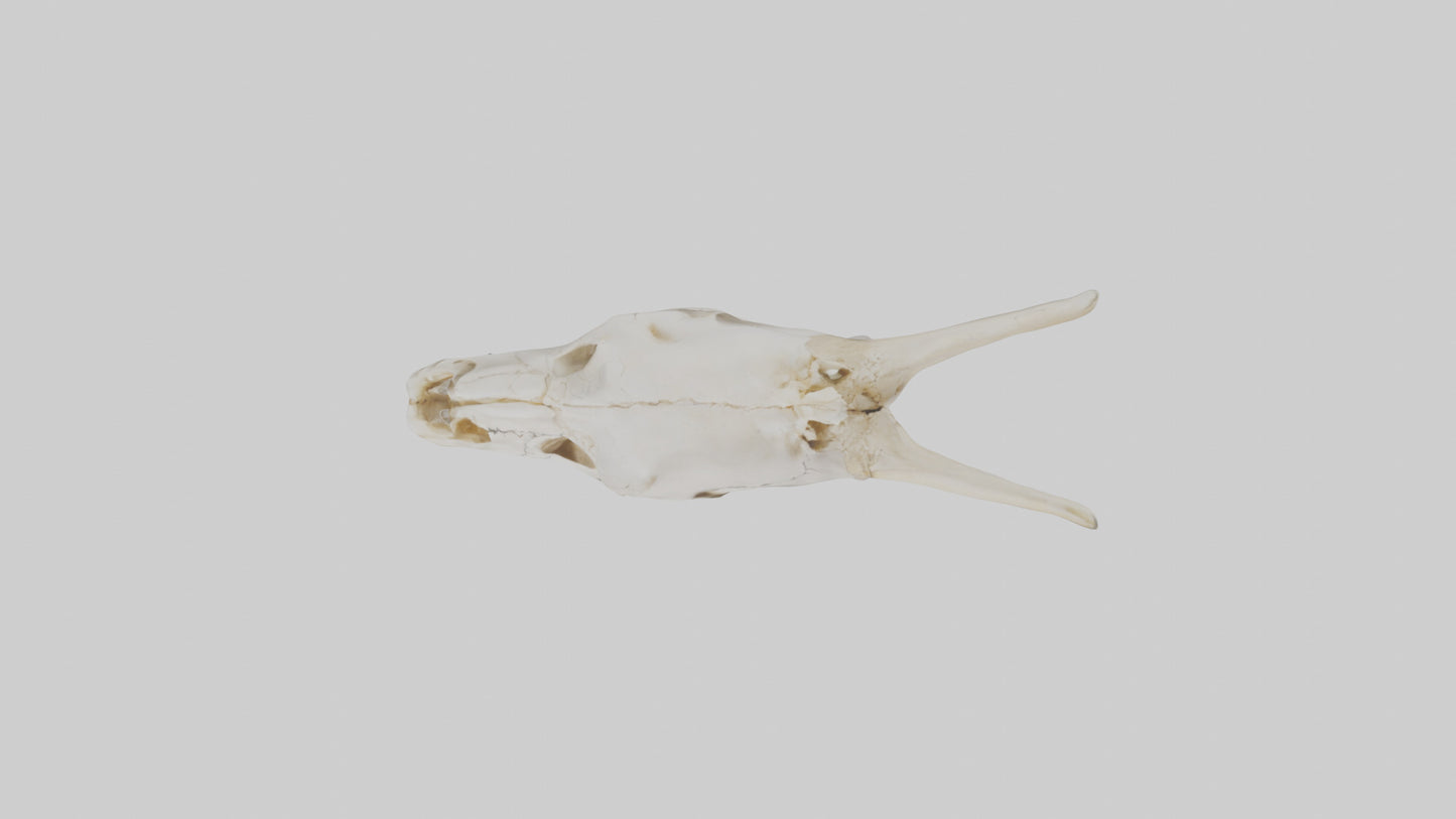3D model Coyote Skull VR / AR / low-poly